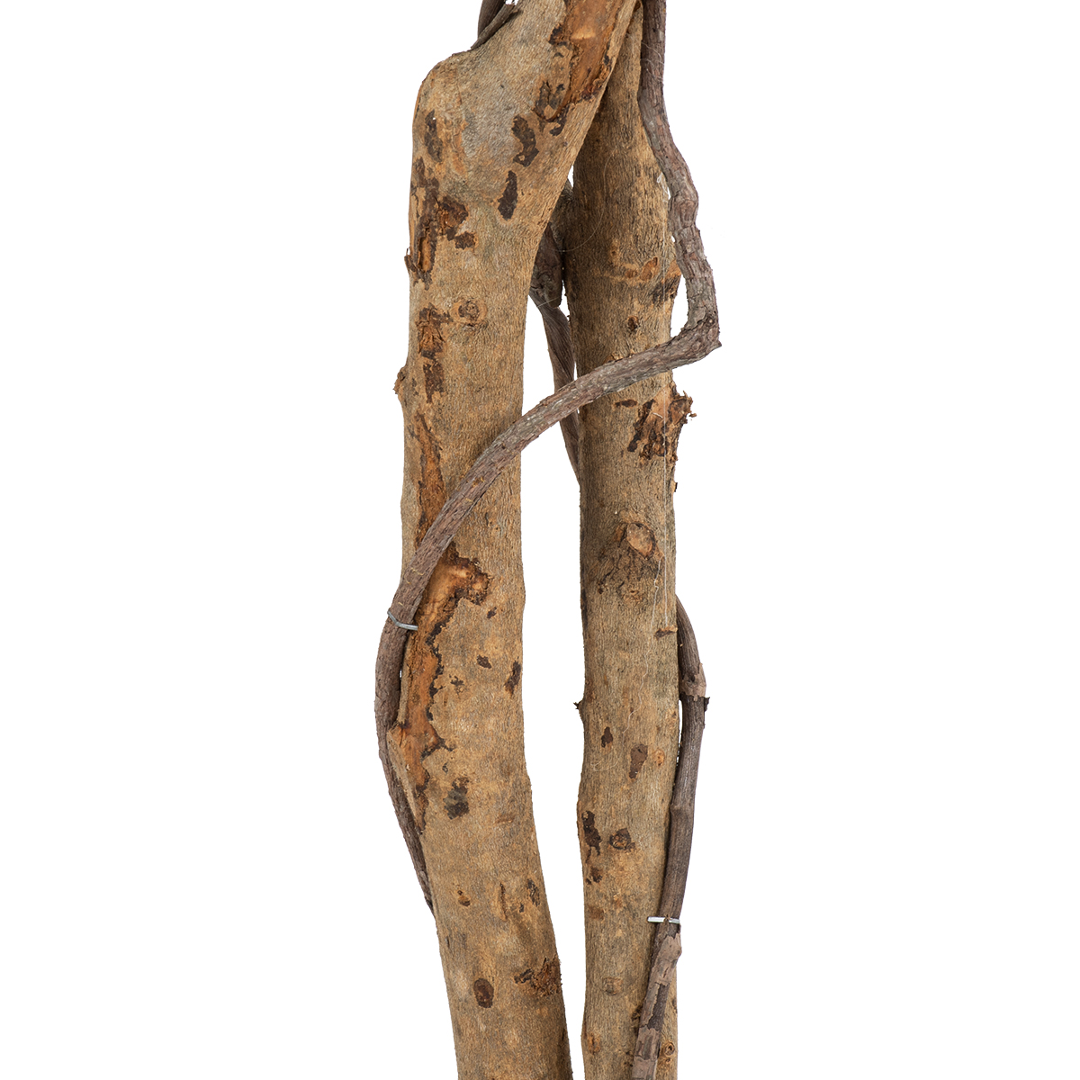 GloboStar® Artificial Garden FICUS BENJAMINA TREE 20416 Τεχνητό Διακοσμητικό Φυτό Φίκος Μπενζαμίνη Υ180cm 5 GloboStar® Artificial Garden FICUS BENJAMINA TREE 20416 Τεχνητό Διακοσμητικό Φυτό Φίκος Μπενζαμίνη Υ180cm - Image 3