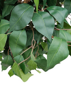 GloboStar® Artificial Garden FICUS BENJAMINA TREE 20431 Τεχνητό Διακοσμητικό Φυτό Φίκος Μπενζαμίνη Υ210cm 9 20431 3