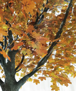 Alternative view of GloboStar® Artificial Garden ACER RUBRUM SYCAMORE TREE 20437 Τεχνητό Διακοσμητικό Δέντρο Κόκκινος Σφένδαμος Υ400cm