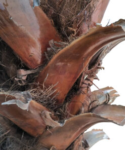 GloboStar® Artificial Garden PHOENIX ROEBELENII PALM TREE 20596 Τεχνητό Διακοσμητικό Φυτό Φοινικόδεντρο Ρομπελίνι Εξωτερικού Χώρου IP68 UV Certified Protection Υ500cm 7 20596 4