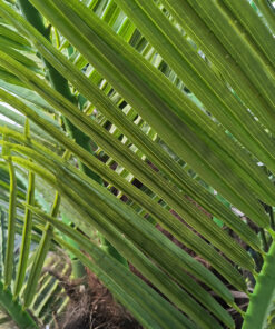 GloboStar® Artificial Garden PHOENIX ROEBELENII PALM TREE 20597 Τεχνητό Διακοσμητικό Φυτό Φοινικόδεντρο Ρομπελίνι Εξωτερικού Χώρου IP68 UV Certified Protection Υ600cm 6 20597 3