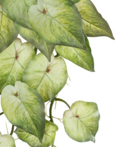 Alternative view of GloboStar® Artificial Garden SYNGONIUM HANGING PLANT 20598 Τεχνητό Διακοσμητικό Κρεμαστό Φυτό Συγκόνιο Υ50cm