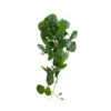 GloboStar® Artificial Garden HANGING PEPEROMIA 20599 Τεχνητό Διακοσμητικό Κρεμαστό Φυτό Πεπερόμια Μ30 x Π31 x Υ50cm 1 GloboStar® GloboStar® Artificial Garden HANGING PEPEROMIA 20599 Τεχνητό Διακοσμητικό Κρεμαστό Φυτό Πεπερόμια Μ30 x Π31 x Υ50cm