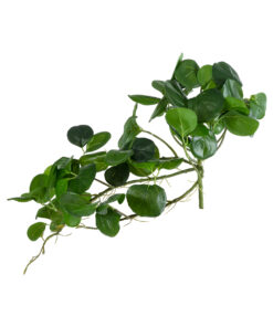 Alternative view of GloboStar® Artificial Garden HANGING PEPEROMIA 20599 Τεχνητό Διακοσμητικό Κρεμαστό Φυτό Πεπερόμια Μ30 x Π31 x Υ50cm