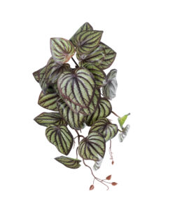 GloboStar® GloboStar® Artificial Garden PEPEROMIA HANGING PLANT 20602 Τεχνητό Διακοσμητικό Κρεμαστό Φυτό Πεπερόμια Υ45cm