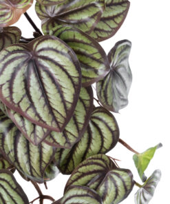 Alternative view of GloboStar® Artificial Garden PEPEROMIA HANGING PLANT 20602 Τεχνητό Διακοσμητικό Κρεμαστό Φυτό Πεπερόμια Υ45cm