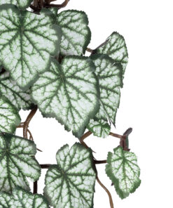 Alternative view of GloboStar® Artificial Garden REX BEGONIA HANGING PLANT 20604 Τεχνητό Διακοσμητικό Κρεμαστό Φυτό Βιγόνια Υ45cm