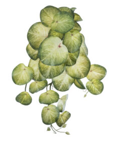 GloboStar® GloboStar® Artificial Garden SYNGONIUM HANGING PLANT 20607 Τεχνητό Διακοσμητικό Κρεμαστό Φυτό Συγκόνιο Υ45cm