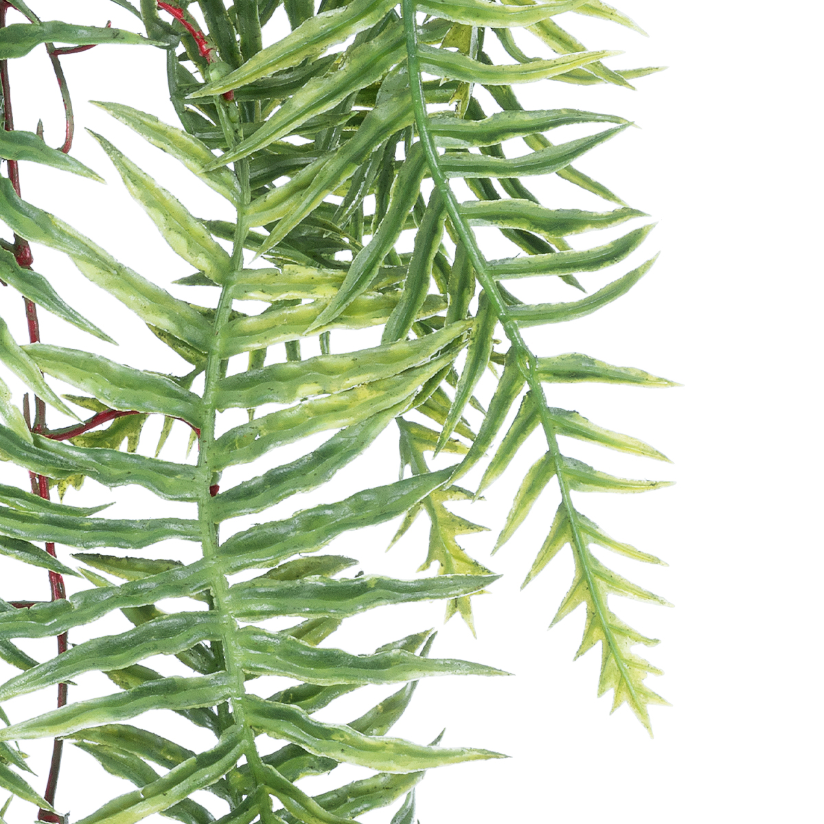 GloboStar® Artificial Garden ASPARAGUS HANGING PLANT 20619 Τεχνητό Διακοσμητικό Κρεμαστό Φυτό Σπαράγγι Υ110cm 4 GloboStar® Artificial Garden ASPARAGUS HANGING PLANT 20619 Τεχνητό Διακοσμητικό Κρεμαστό Φυτό Σπαράγγι Υ110cm - Image 2