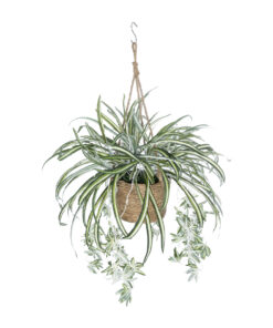 GloboStar® GloboStar® Artificial Garden CHLOROPHYTUM COMOSUM HANGING PLANT 20638 Τεχνητό Κρεμαστό Διακοσμητικό Χλωρόφυτο  Y50cm