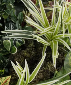 GloboStar® Artificial Garden VARIOUS PLANTS ROUND WALL DISC 20691 Τεχνητό Διακοσμητικό Στρογγυλό Πάνελ Φυλλωσιάς - Κάθετος Κήπος Μιξ Μ60 x Π60 x Υ20cm 14 20691 6