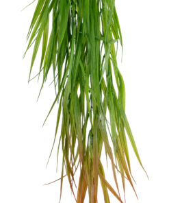 Alternative view of GloboStar® Artificial Garden HANGING CORN GRASS  20826 Τεχνητό Διακοσμητικό Κρεμαστό κλαδί Καλαμπόκι Μ23 x Π10 x Υ91cm