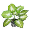 GloboStar® GloboStar® Artificial Garden CALADIUM 20890 Τεχνητό Διακοσμητικό Φυτό Τροπικό Φυτό  Φ40 x Υ33cm