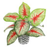 GloboStar® GloboStar® Artificial Garden CALADIUM 20891 Τεχνητό Διακοσμητικό Φυτό Τροπικό Φυτό Καλάδιο Φ40 x Υ33cm