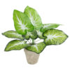 GloboStar® Artificial Garden CALADIUM POTTED PLANT 20894 Διακοσμητικό Φυτό Καλάντιουμ Φ40 x Υ33cm 1 GloboStar® GloboStar® Artificial Garden CALADIUM POTTED PLANT 20894 Διακοσμητικό Φυτό Καλάντιουμ Φ40 x Υ33cm