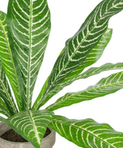 Alternative view of GloboStar® Artificial Garden  ZEBRA POTTED PLANT 20906 Διακοσμητικό Φυτό Ζέμπρα Φ40 x Υ33cm