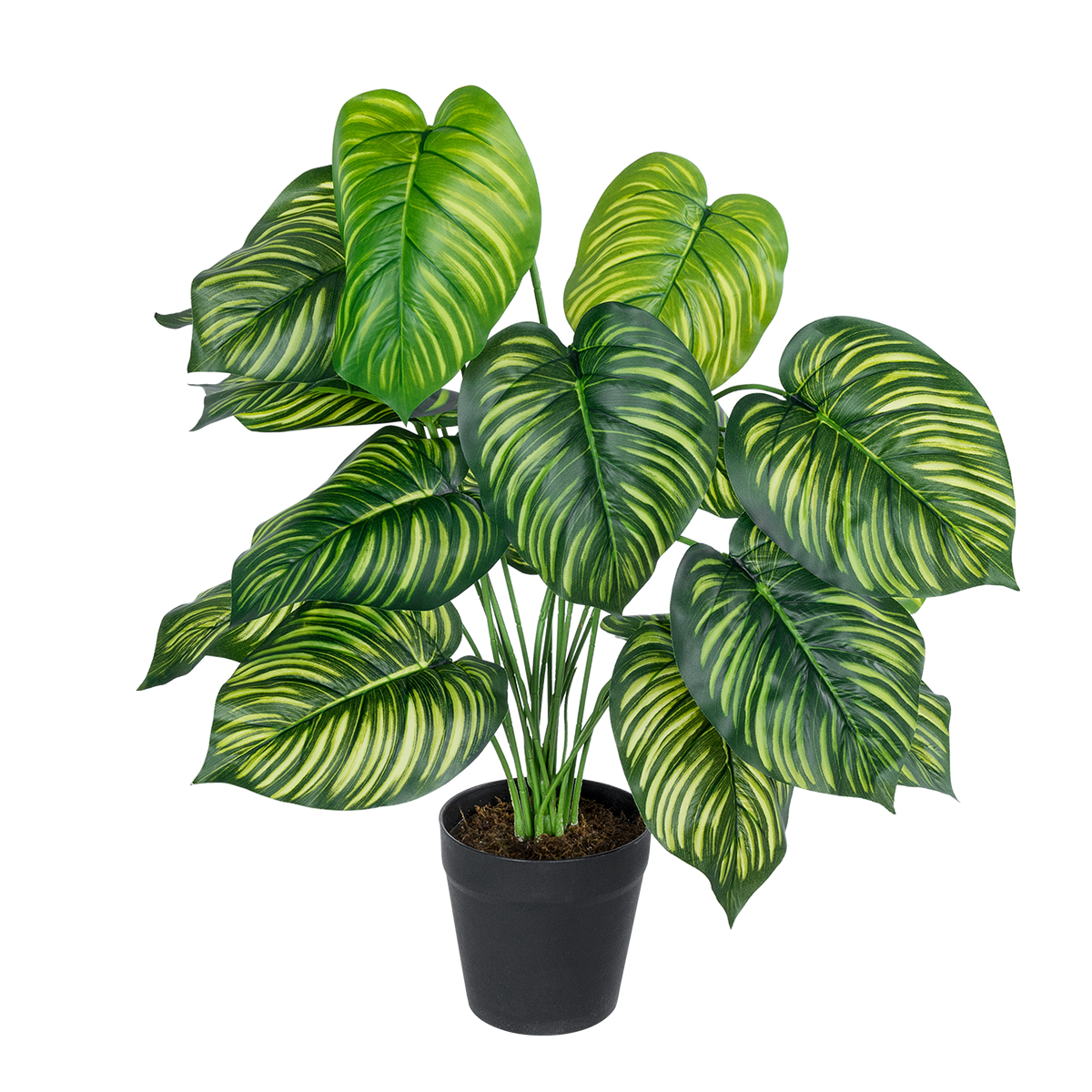 GloboStar® Artificial Garden CALATHEA PLANT 20912 Διακοσμητικό Φυτό Καλαθέα Φ55 x Υ75cm 3 GloboStar® GloboStar® Artificial Garden CALATHEA PLANT 20912 Διακοσμητικό Φυτό Καλαθέα Φ55 x Υ75cm