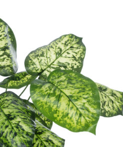 Alternative view of GloboStar® Artificial Garden DIEFFENBACHIA PLANT 20914 Διακοσμητικό Φυτό Διφενμπάχια Φ58 x Υ75cm
