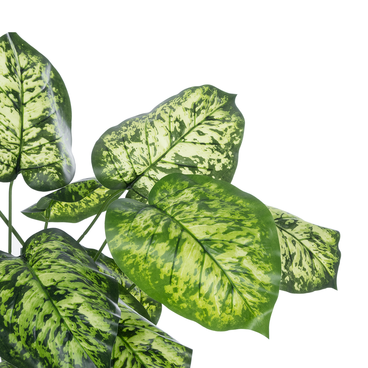 GloboStar® Artificial Garden DIEFFENBACHIA PLANT 20914 Διακοσμητικό Φυτό Διφενμπάχια Φ58 x Υ75cm 4 GloboStar® Artificial Garden DIEFFENBACHIA PLANT 20914 Διακοσμητικό Φυτό Διφενμπάχια Φ58 x Υ75cm - Image 2