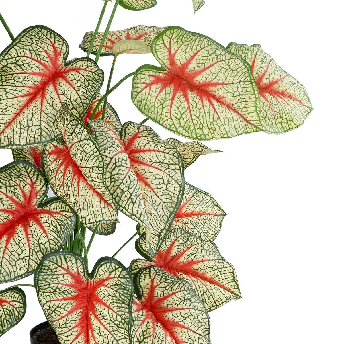 GloboStar® Artificial Garden CALADIUM PLANT 20921 Διακοσμητικό Φυτό Καλάντιουμ Φ75 x Υ80cm 4 GloboStar® Artificial Garden CALADIUM PLANT 20921 Διακοσμητικό Φυτό Καλάντιουμ Φ75 x Υ80cm - Image 2