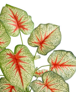 Alternative view of GloboStar® Artificial Garden CALADIUM PLANT 20932 Διακοσμητικό Φυτό Καλάντιουμ Φ58 x Υ55cm