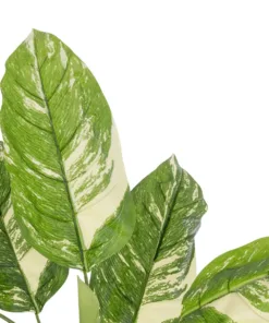 Alternative view of GloboStar® Artificial Garden DIEFFENBACHIA 20941 Τεχνητό Διακοσμητικό Φυτό Πράσινη & Μπεζ Διφενμπάχια Μ80 x Π80 x Υ90cm