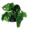 GloboStar® GloboStar® Artificial Garden  MONSTERA PLANT 20945 - Διακοσμητικό Φυτό Μονστέρα Φ40 x Υ33cm