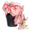 GloboStar® GloboStar® Artificial Garden RED BEGONIA PLANT 20948 Διακοσμητικό Φυτό Κόκκινη Βιγόνια Φ23 x Υ16cm