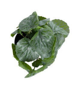 Alternative view of GloboStar® Artificial Garden STRAWBERRY PLANT 20950 Διακοσμητικό Φυτό Φραουλιά Φ23 x Υ16cm