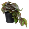 GloboStar® GloboStar® Artificial Garden BROWN PEPEROMIA PLANT 20952 Διακοσμητικό Φυτό Καφέ Πεπερόμια Φ23 x Υ16cm
