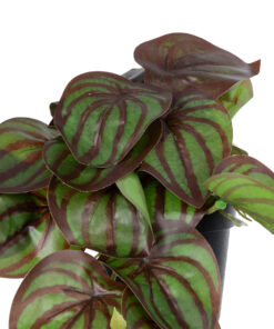 Alternative view of GloboStar® Artificial Garden BROWN PEPEROMIA PLANT 20952 Διακοσμητικό Φυτό Καφέ Πεπερόμια Φ23 x Υ16cm