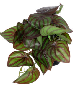 GloboStar® Artificial Garden BROWN PEPEROMIA PLANT 20952 Διακοσμητικό Φυτό Καφέ Πεπερόμια Φ23 x Υ16cm 9 20952 4