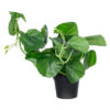 GloboStar® GloboStar® Artificial Garden BELL PLANT 20957 Διακοσμητικό Φυτό Σεφλέρα Φ47 x Υ22cm