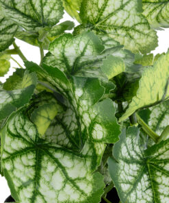 Alternative view of GloboStar® Artificial Garden BEGONIA PLANT 20958 Διακοσμητικό Φυτό Βιγόνια Φ47 x Υ22cm