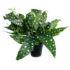 GloboStar® GloboStar® Artificial Garden BEGONIA POLKA DOT PLANT 20959 Διακοσμητικό Φυτό Βιγόνια Φ50 x Υ22cm