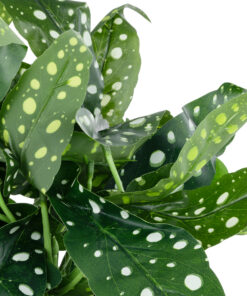 GloboStar® Artificial Garden BEGONIA POLKA DOT PLANT 20959 Διακοσμητικό Φυτό Βιγόνια Φ50 x Υ22cm 8 20959 3