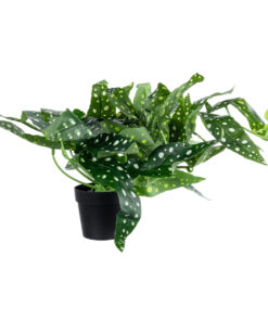 GloboStar® Artificial Garden BEGONIA POLKA DOT PLANT 20959 Διακοσμητικό Φυτό Βιγόνια Φ50 x Υ22cm 9 20959 4