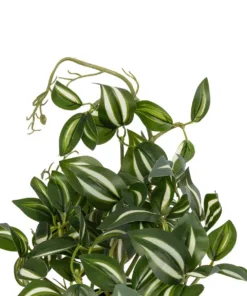 GloboStar® Artificial Garden ZEBRINA PLANT 20960 Διακοσμητικό Φυτό Ζεμπρίνα Φ45 x Υ22cm 8 20960 4