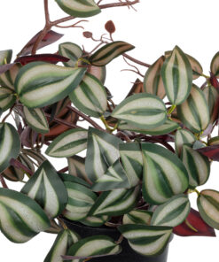 Alternative view of GloboStar® Artificial Garden ZEBRINA PLANT 20961 Διακοσμητικό Φυτό Ζεμπρίνα Φ45 x Υ22cm