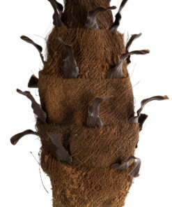 GloboStar® Artificial Garden PHOENIX PALM TREE 20968 Τεχνητό Διακοσμητικό Φυτό Φοίνικας Φ150 x Υ180cm 12 20968 4