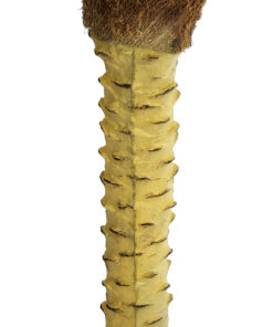 GloboStar® Artificial Garden PHOENIX PALM TREE 20968 Τεχνητό Διακοσμητικό Φυτό Φοίνικας Φ150 x Υ180cm 13 20968 5