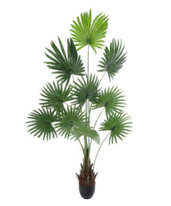 GloboStar® GloboStar® Artificial Garden SERENOA PALM PLANT 20972 Διακοσμητικό Φυτό Φοίνικα Σερενόα Φ103 x Υ180cm