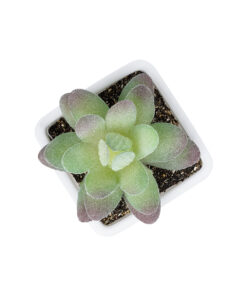 Alternative view of GloboStar® Artificial Garden  SUCCULENT SEDEVERIA POTTED PLANT 20975 Διακοσμητικό Φυτό Φοίνικα Σερενόα Φ7 x Υ8cm