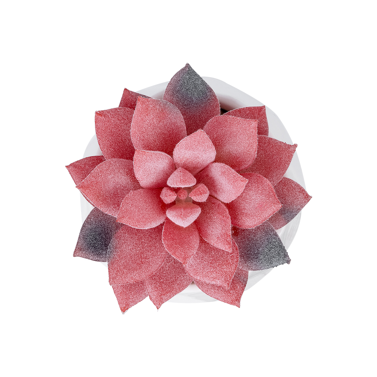 GloboStar® Artificial Garden SUCCULENT SEDEVERIA POTTED PLANT 20989 Διακοσμητικό Φυτό Σεδεβέρια Φ6,5 x Υ8cm 4 GloboStar® Artificial Garden SUCCULENT SEDEVERIA POTTED PLANT 20989 Διακοσμητικό Φυτό Σεδεβέρια Φ6,5 x Υ8cm - Image 2