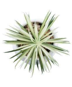 Alternative view of GloboStar® Artificial Garden SUCCULENT SENECIO 20997 Διακοσμητικό Φυτό Παχύφυτο Σενέκιο Υ12cm