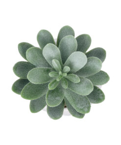 Alternative view of GloboStar® Artificial Garden SUCCULENT SEDEVERIA POTTED PLANT 20998 Διακοσμητικό Φυτό Σεδεβέρια  Φ7 x Υ9cm