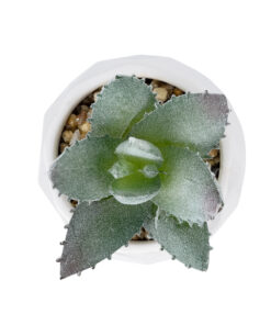 Alternative view of GloboStar® Artificial Garden SUCCULENT ALOE POTTED PLANT 20999 Διακοσμητικό Φυτό Αλόη  Φ7 x Υ9cm