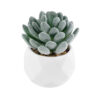 GloboStar® GloboStar® Artificial Garden SUCCULENT SEDEVERIA 21001 Διακοσμητικό Φυτό Παχύφυτο Σεντεβέρια Υ9.5cm