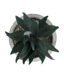 Alternative view of GloboStar® Artificial Garden SUCCULENT ALOE POTTED PLANT 21007 Διακοσμητικό Φυτό Αλόη  Φ7 x Υ14cm