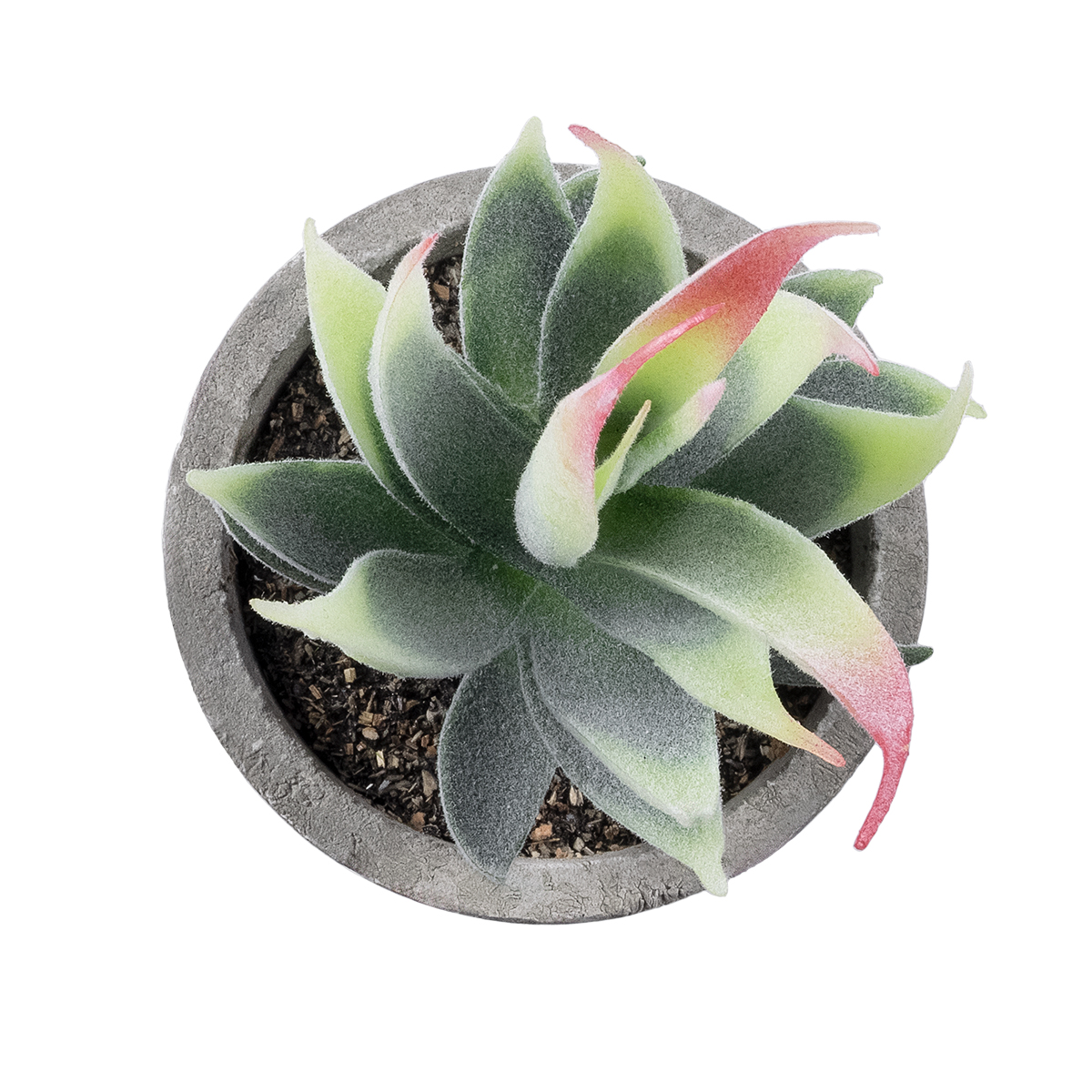 GloboStar® Artificial Garden SUCCULENT ALOE 21009 Διακοσμητικό Φυτό Παχύφυτο Αλόη Υ14cm 4 GloboStar® Artificial Garden SUCCULENT ALOE 21009 Διακοσμητικό Φυτό Παχύφυτο Αλόη Υ14cm - Image 2